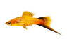 Marigold Wag Swordtail :: 69009