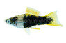 Tiger Swordtail :: 69029