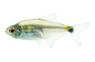 Head & Tail Tetra :: 71006