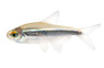 Black Neon Tetra :: 71013