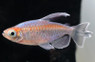 Congo Longfin Tetra :: 71022