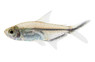 Blackline Costae Tetra :: 71061
