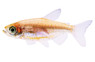 Congo Tetra, Juvenile :: 71062