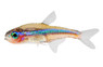 Green Neon Tetra :: 71063