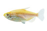Albino Congo Tetra :: 71064