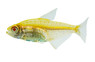 Albino Lemon Tetra :: 71070