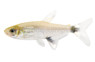 White Spot / Dawn Tetra :: 71073