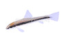 Flying Fox Siamese Algae Eater :: 00200