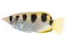 Banded Archer Fish :: 05000