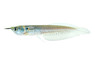 Silver Arowana :: 06201