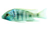 Deep Water Rainbow Malawi Cichlid :: 18150