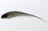Glass Knifefish :: 38001