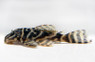 Zebra Orinoco L129 Plecostomus :: 58001
