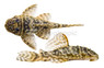 Zebra Orinoco L129 Plecostomus :: 58001