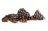 Galaxy Plecostomus L029 :: 58069