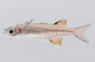 Pacific Blue Eye :: 61014