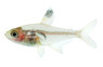 Red Phantom Tetra :: 71045