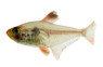 Red Phantom Tetra :: 71045