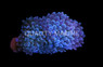 Bulb Anemone :: 50000