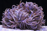 Blue/Yellow Long Tentacle Anemone :: 50044