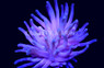 Purple Reef Anemone :: 50064