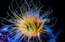 Tube Anemone :: 50086