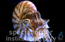 Nautilus, Chambered :: 50501