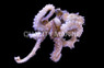 Long Arm Octopus :: 50512