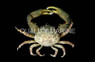 Emerald Crab :: 52507