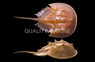 Horseshoe Crab :: 52520