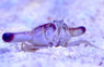 Hammerhead Crab :: 52540
