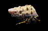 Assorted Yellow Tip Hermit Crab :: 52543