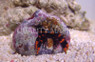 Neon Orange Hermit Crab :: 52561