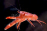 Red Pelagic Crab :: 52576