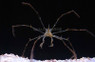 Longfinger Neck Arrow Crab :: 52584
