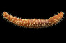Colored Tigertail Sea Cucumber :: 53012