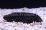 Sand Sifting Sea Cucumber :: 53018