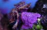Red Feather Duster :: 53511