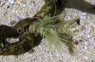 Yellow Dwarf Feather Duster :: 53514