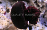 Maroon Blubber Jellyfish :: 54005