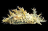 Tassled Sea Hare :: 55010