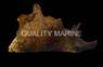 California Sea Hare :: 55022