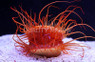Electric Flame Scallop :: 56512