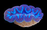 Ultra Crocea Clam :: 56523