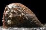 Amber Pen Shell  :: 56524
