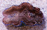 Blue Rim Derasa Clam :: 56526