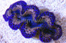 Ultra Turquoise Maxima Clam :: 56533