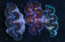1st Grade Premium Maxima Clam :: 56558