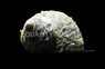 Turbo Snail  :: 57015