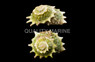 Spiny Star Astraea Snail :: 57080